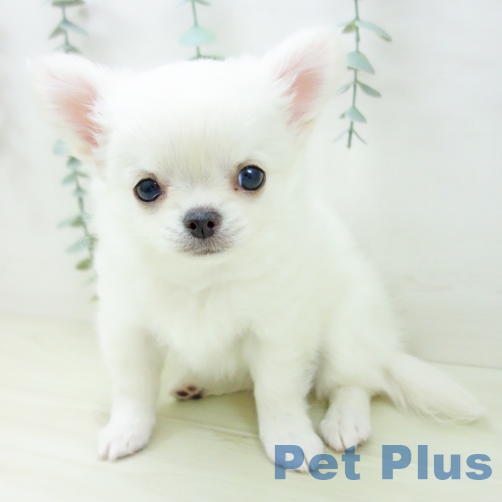 岐阜県のチワワ(ロング) (ペットプラス 各務原店/2025年11月16日生まれ/女の子/クリームホワイト)の子犬の1枚目の画像