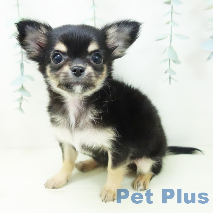 愛知県のチワワ(ロング) (ペットプラス イオンモール豊川店/2025年11月15日生まれ/女の子/ブラックタン)の子犬の1枚目の画像