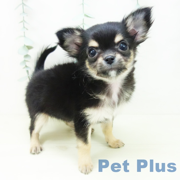 愛知県のチワワ(ロング) (ペットプラス イオンモール豊川店/2025年11月15日生まれ/女の子/ブラックタン)の子犬の2枚目の画像