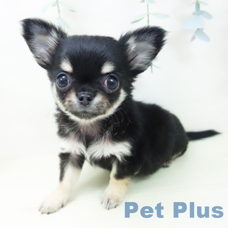 愛知県のチワワ(ロング) (ペットプラス 則武新町店/2025年11月15日生まれ/女の子/ブラックタン)の子犬の2枚目の画像