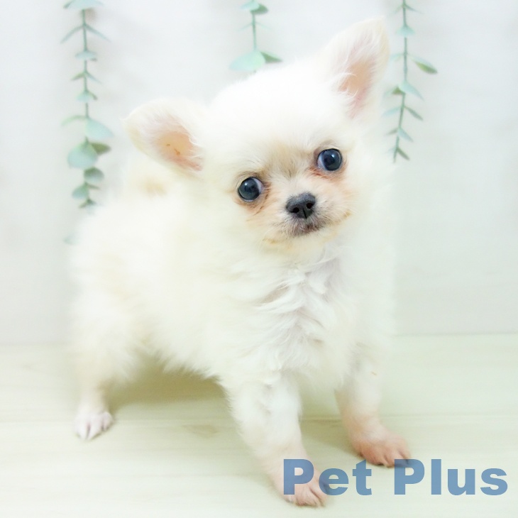 愛知県のチワワ(ロング) (ペットプラス 名古屋茶屋店/2025年11月10日生まれ/女の子/クリーム)の子犬の1枚目の画像