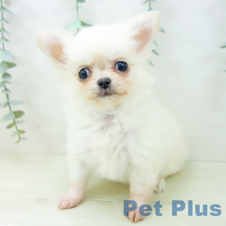 愛知県のチワワ(ロング) (ペットプラス 名古屋茶屋店/2025年11月10日生まれ/女の子/クリーム)の子犬の2枚目の画像