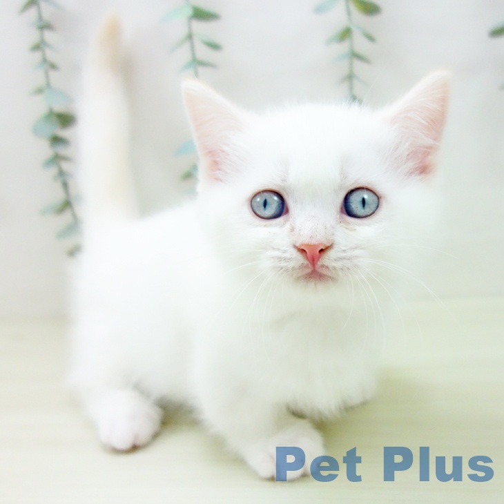 愛知県のマンチカン (ペットプラス 名古屋茶屋店/2025年11月16日生まれ/男の子/クリームポイント)の子猫の1枚目の画像