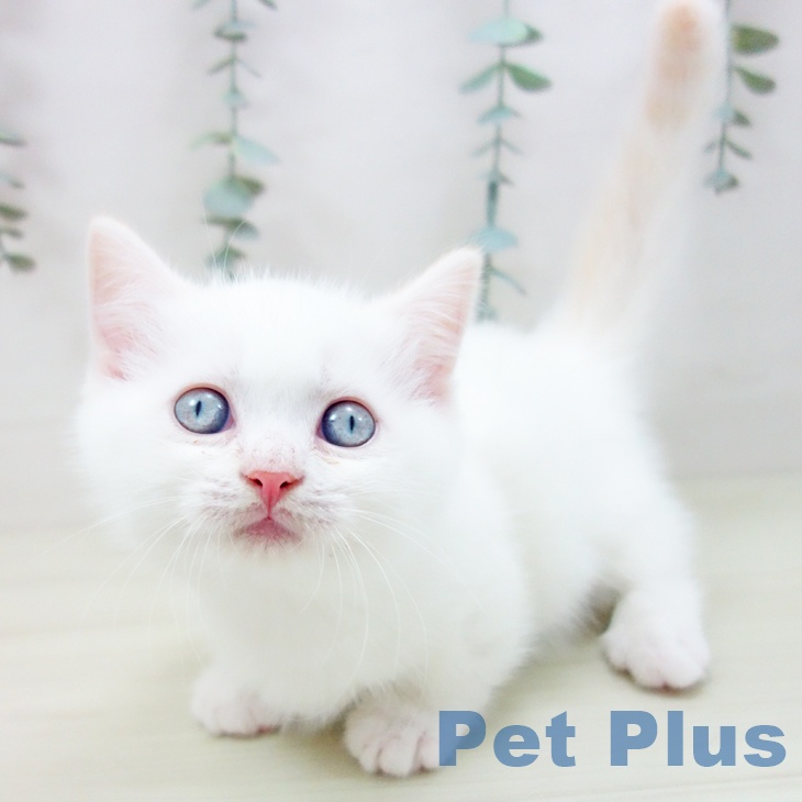 愛知県のマンチカン (ペットプラス 名古屋茶屋店/2025年11月16日生まれ/男の子/クリームポイント)の子猫の2枚目の画像