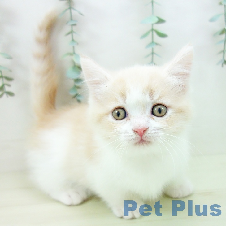 岐阜県のマンチカン (ペットプラス 各務原店/2025年11月16日生まれ/男の子/クリームタビーホワイト)の子猫の1枚目の画像