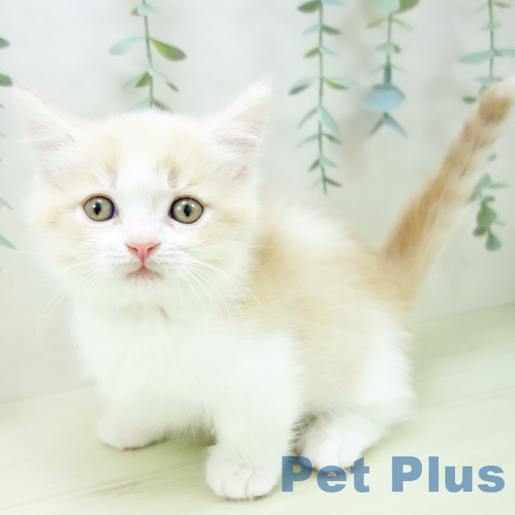 岐阜県のマンチカン (ペットプラス 各務原店/2025年11月16日生まれ/男の子/クリームタビーホワイト)の子猫の2枚目の画像