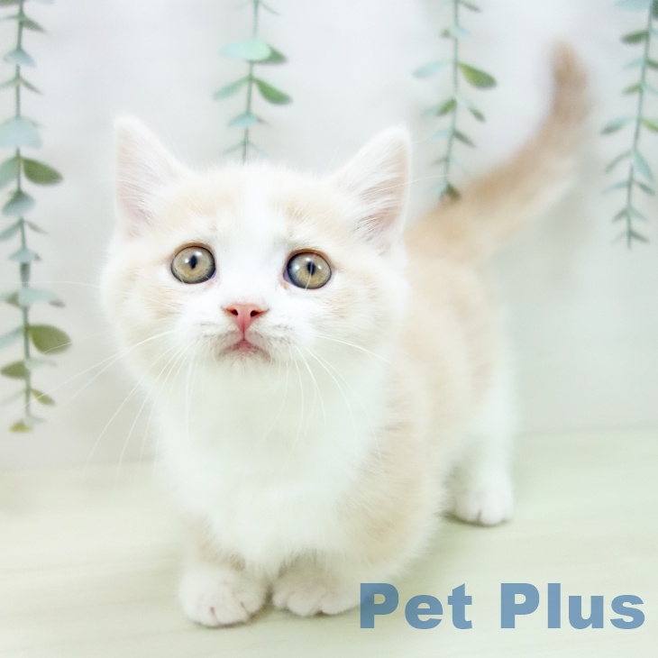 愛知県のマンチカン (ペットプラス 岡崎店/2025年11月16日生まれ/女の子/クリームタビーホワイト)の子猫の1枚目の画像