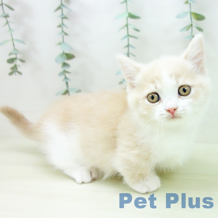 愛知県のマンチカン (ペットプラス 岡崎店/2025年11月16日生まれ/女の子/クリームタビーホワイト)の子猫の2枚目の画像