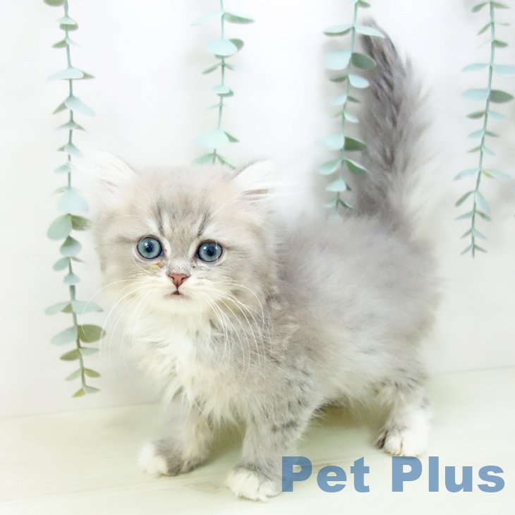 石川県のミヌエット (ペットプラス 白山店/2025年10月31日生まれ/女の子/ブルータビーホワイト)の子猫の1枚目の画像