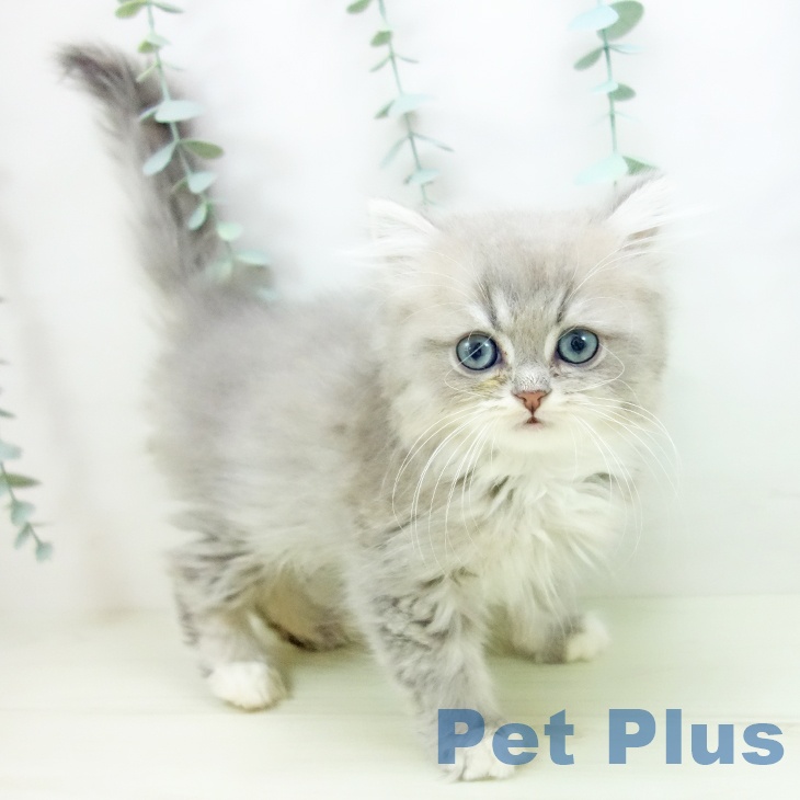 石川県のミヌエット (ペットプラス 白山店/2025年10月31日生まれ/女の子/ブルータビーホワイト)の子猫の2枚目の画像