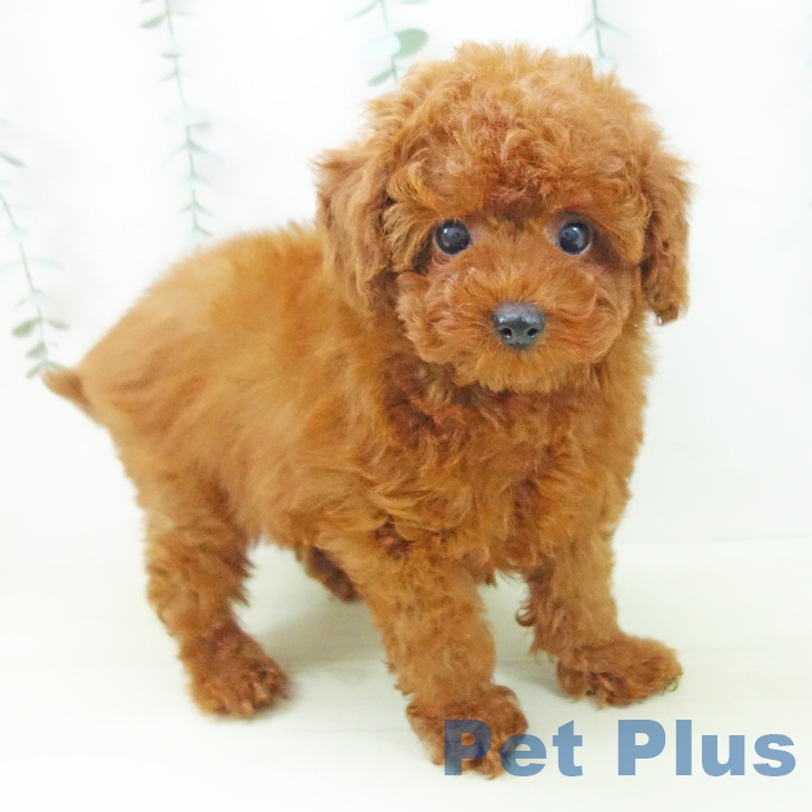 富山県のトイプードル(トイ) (ペットプラス 高岡店/2025年11月16日生まれ/男の子/レッド)の子犬の1枚目の画像