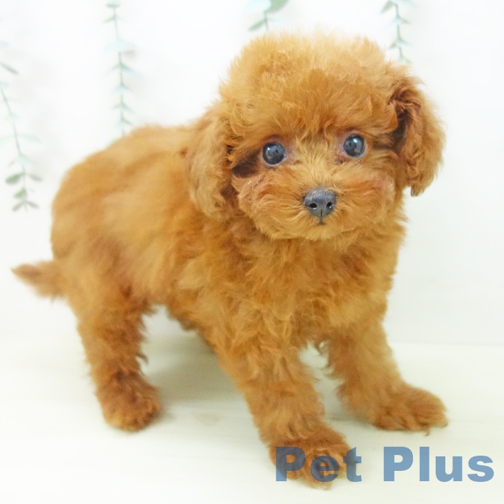 愛知県のトイプードル(トイ) (ペットプラス mozoワンダーシティ店/2025年11月16日生まれ/女の子/レッド)の子犬の1枚目の画像