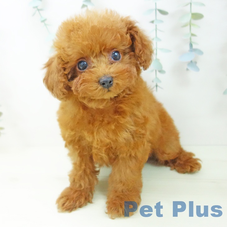 愛知県のトイプードル(トイ) (ペットプラス mozoワンダーシティ店/2025年11月16日生まれ/女の子/レッド)の子犬の2枚目の画像