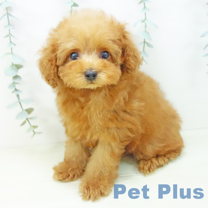 愛知県のトイプードル(トイ) (ペットプラス 岡崎店/2025年11月16日生まれ/女の子/レッド)の子犬の1枚目の画像