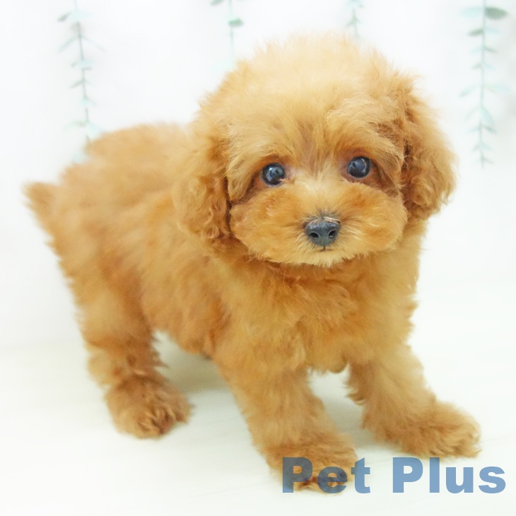 愛知県のトイプードル(トイ) (ペットプラス 岡崎店/2025年11月16日生まれ/女の子/レッド)の子犬の2枚目の画像