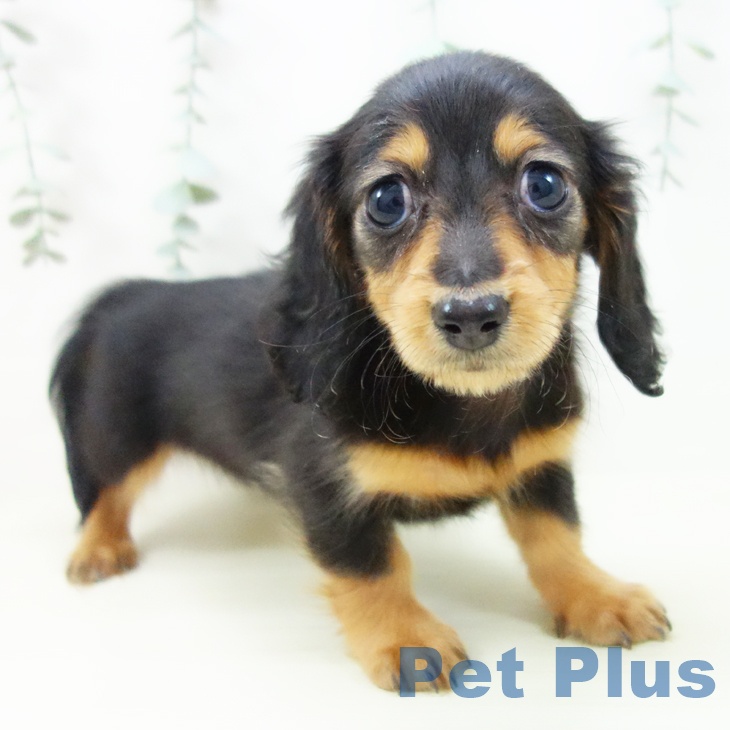 岐阜県のミニチュアダックスフンド(ロング) (ペットプラス 各務原店/2025年11月16日生まれ/女の子/ブラックタン)の子犬の1枚目の画像