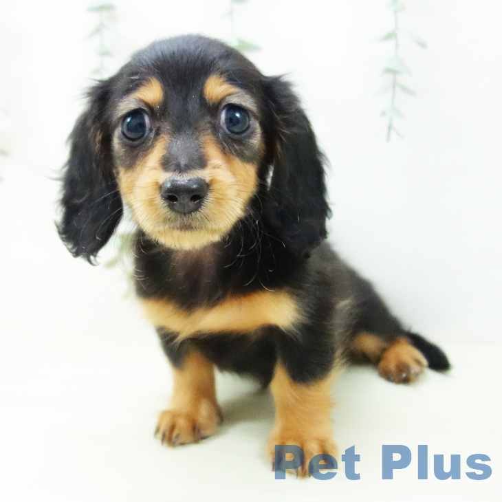 岐阜県のミニチュアダックスフンド(ロング) (ペットプラス 各務原店/2025年11月16日生まれ/女の子/ブラックタン)の子犬の2枚目の画像