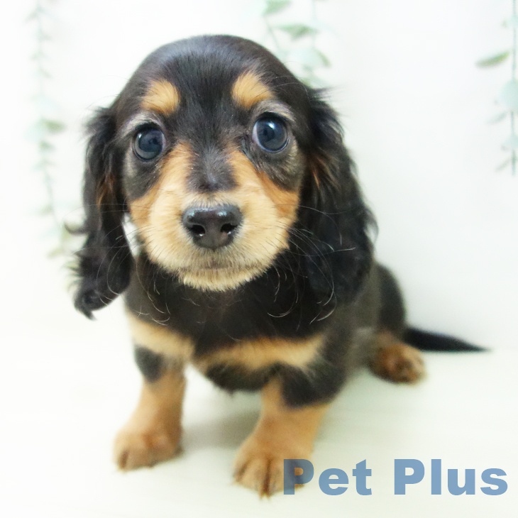 愛知県のミニチュアダックスフンド(ロング) (ペットプラス みなと店/2025年11月16日生まれ/女の子/ブラックタン)の子犬の1枚目の画像