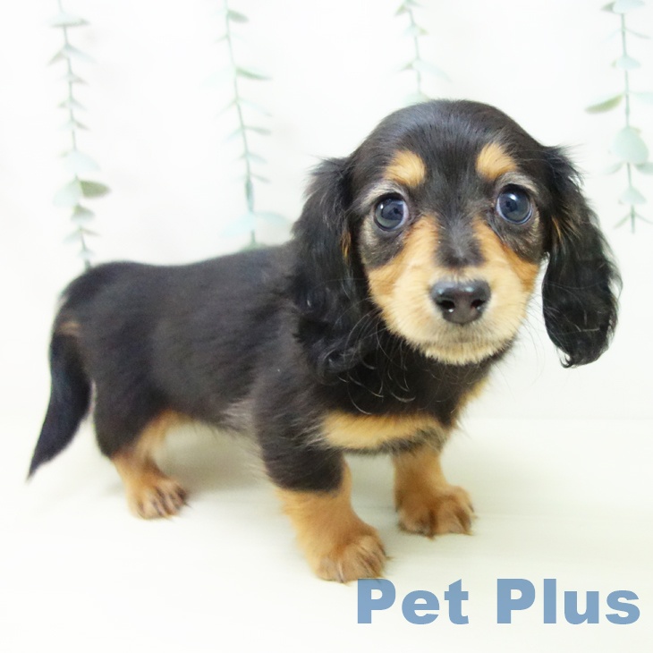 愛知県のミニチュアダックスフンド(ロング) (ペットプラス みなと店/2025年11月16日生まれ/女の子/ブラックタン)の子犬の2枚目の画像