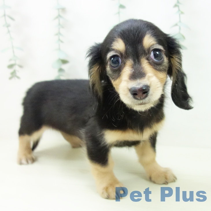 愛知県のミニチュアダックスフンド(ロング) (ペットプラス 岡崎店/2025年11月16日生まれ/女の子/ブラックイエロー)の子犬の1枚目の画像