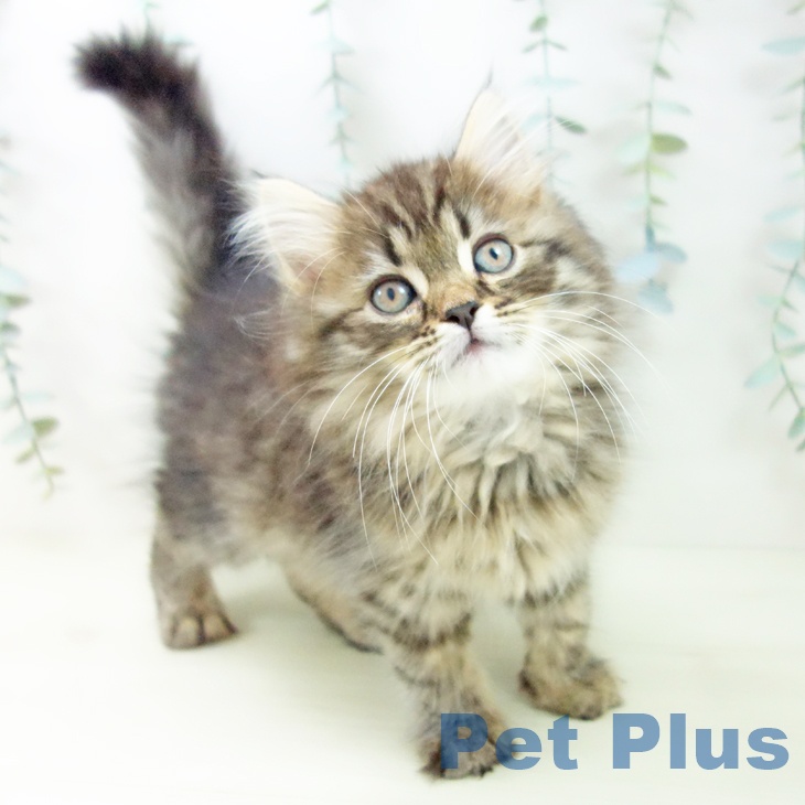 愛知県のサイベリアン (ペットプラス イオンモール豊川店/2025年11月5日生まれ/男の子/ブラウンタビー)の子猫の1枚目の画像