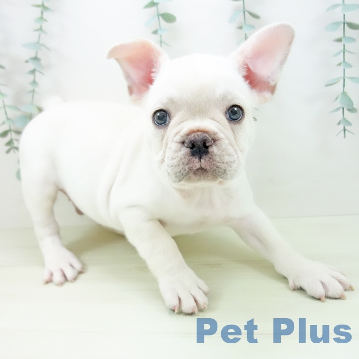 愛知県のフレンチブルドッグ (ペットプラス mozoワンダーシティ店/2025年11月15日生まれ/男の子/クリーム)の子犬の2枚目の画像