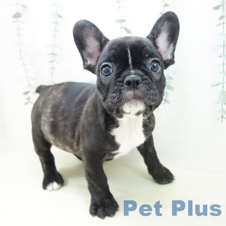 岐阜県のフレンチブルドッグ (ペットプラス 各務原店/2025年11月15日生まれ/女の子/ブリンドル)の子犬の1枚目の画像