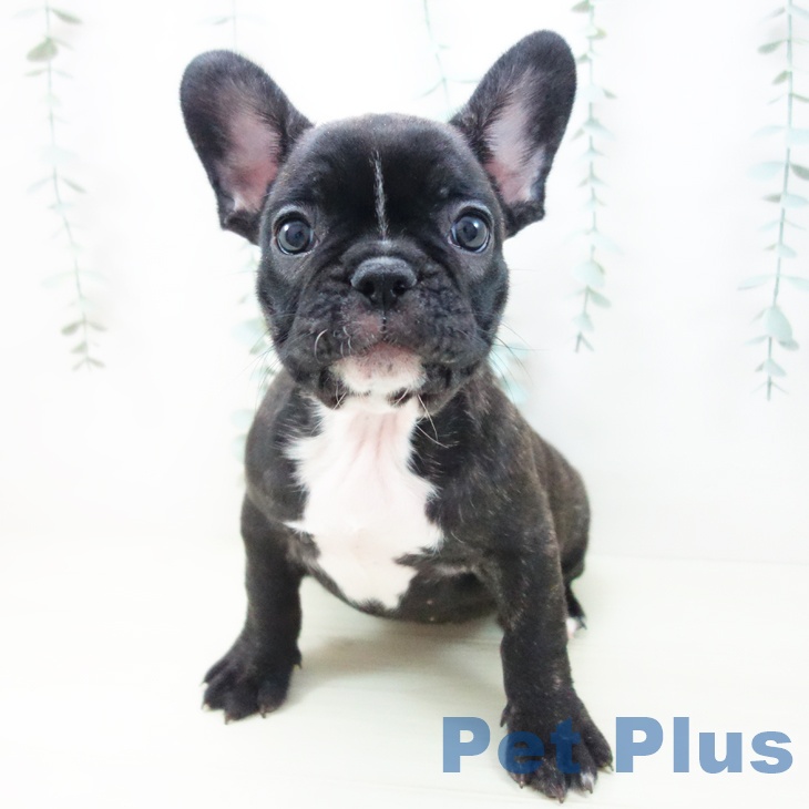 岐阜県のフレンチブルドッグ (ペットプラス 各務原店/2025年11月15日生まれ/女の子/ブリンドル)の子犬の2枚目の画像
