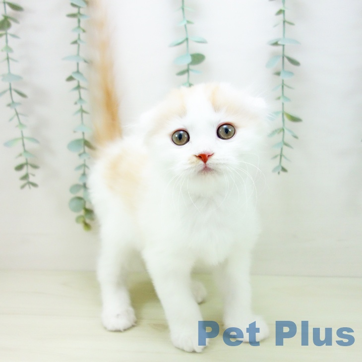 福岡県のスコティッシュフォールド (ペットプラス 八幡東店/2025年11月10日生まれ/男の子/レッドタビーホワイト)の子猫の1枚目の画像