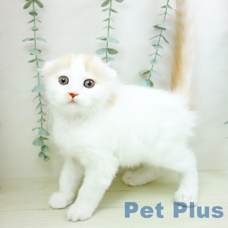 福岡県のスコティッシュフォールド (ペットプラス 八幡東店/2025年11月10日生まれ/男の子/レッドタビーホワイト)の子猫の2枚目の画像