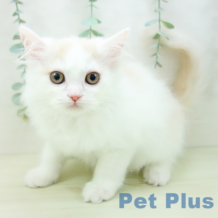 沖縄県のスコティッシュフォールド (ペットプラス 沖縄ライカム店/2025年11月10日生まれ/女の子/クリームタビーホワイト)の子猫