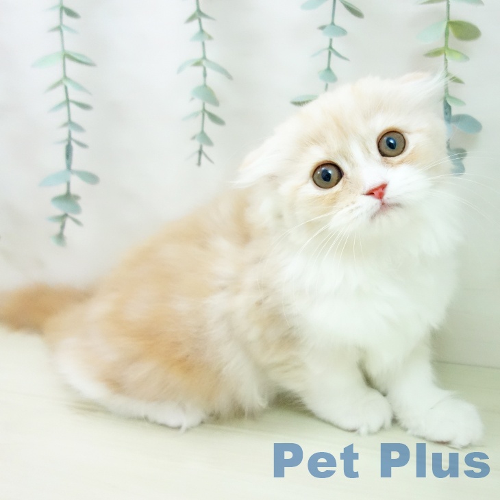福岡県のスコティッシュフォールド (ペットプラス 福岡店/2025年11月10日生まれ/女の子/クリームタビーホワイト)の子猫の1枚目の画像