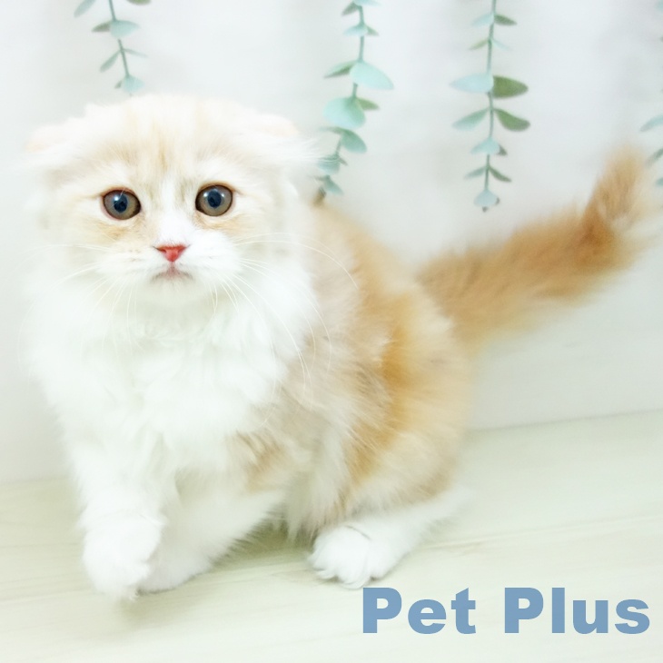 福岡県のスコティッシュフォールド (ペットプラス 福岡店/2025年11月10日生まれ/女の子/クリームタビーホワイト)の子猫の2枚目の画像