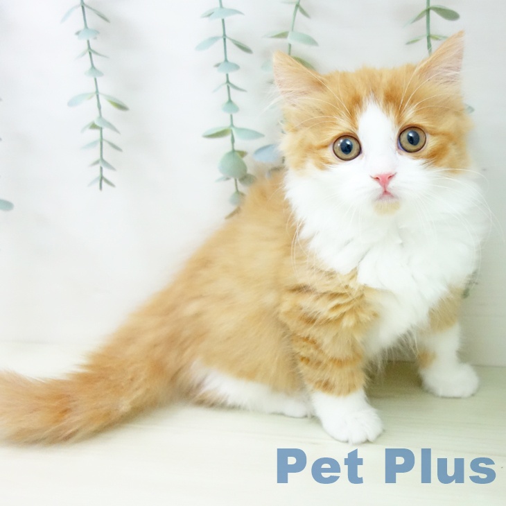 長崎県のスコティッシュフォールド (ペットプラス 長崎店/2025年11月10日生まれ/女の子/レッドタビーホワイト)の子猫の1枚目の画像