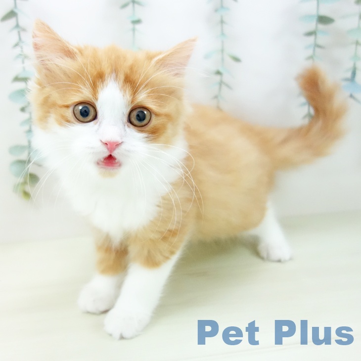 長崎県のスコティッシュフォールド (ペットプラス 長崎店/2025年11月10日生まれ/女の子/レッドタビーホワイト)の子猫の2枚目の画像