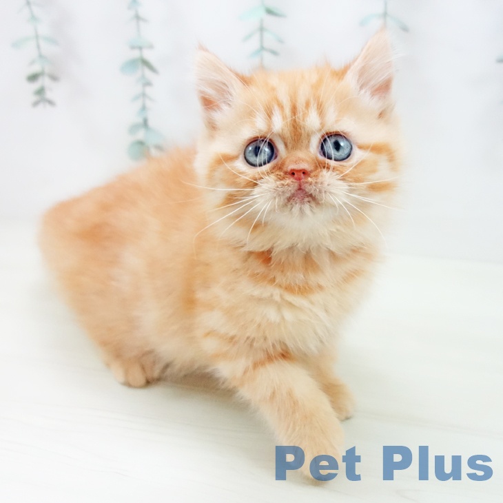 沖縄県のエキゾチック (ペットプラス 沖縄ライカム店/2025年11月18日生まれ/女の子/レッドタビー)の子猫の1枚目の画像
