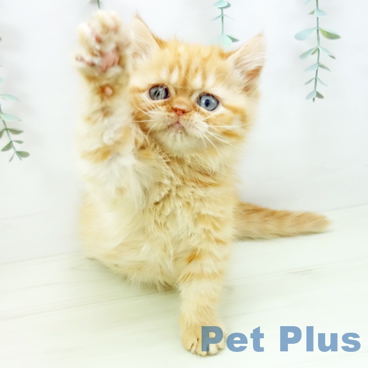 沖縄県のエキゾチック (ペットプラス 沖縄ライカム店/2025年11月18日生まれ/女の子/レッドタビー)の子猫の2枚目の画像
