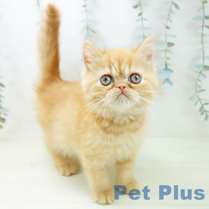 熊本県のエキゾチック (ペットプラス 熊本店/2025年11月18日生まれ/女の子/レッドタビー)の子猫の1枚目の画像