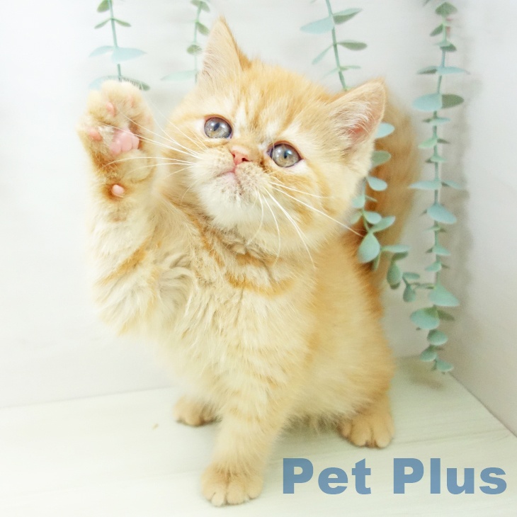 熊本県のエキゾチック (ペットプラス 熊本店/2025年11月18日生まれ/女の子/レッドタビー)の子猫の2枚目の画像