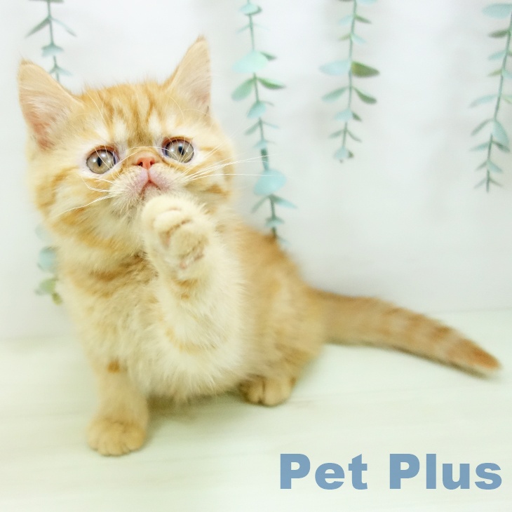 福岡県のエキゾチック (ペットプラス 八幡東店/2025年11月18日生まれ/女の子/レッドタビー)の子猫の2枚目の画像