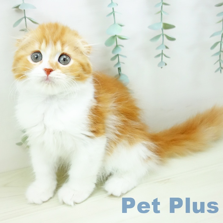 福岡県のスコティッシュフォールド (ペットプラス 香椎浜店/2025年11月15日生まれ/女の子/レッドタビーホワイト)の子猫の2枚目の画像