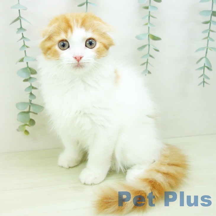 熊本県のスコティッシュフォールド (ペットプラス 熊本店/2025年11月15日生まれ/女の子/レッドタビーホワイト)の子猫の2枚目の画像