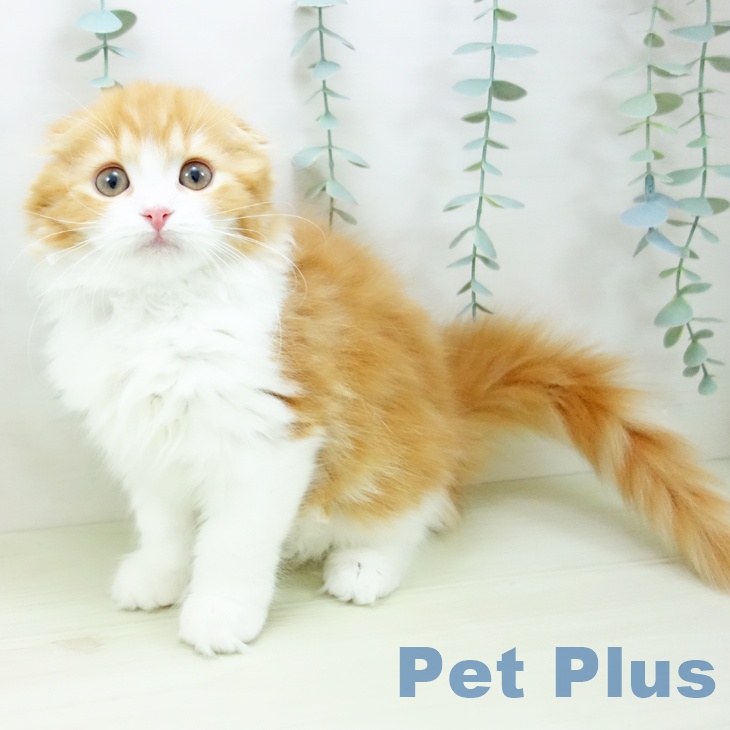 沖縄県のスコティッシュフォールド (ペットプラス 沖縄ライカム店/2025年11月15日生まれ/女の子/レッドタビーホワイト)の子猫