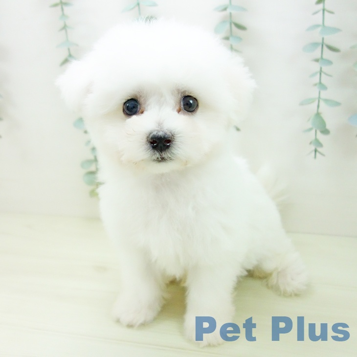 愛知県のビションフリーゼ (ペットプラス 岡崎店/2025年11月6日生まれ/男の子/ホワイト)の子犬の1枚目の画像
