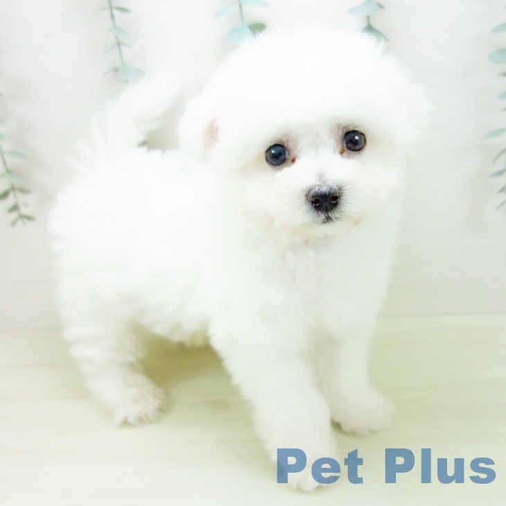 愛知県のビションフリーゼ (ペットプラス 岡崎店/2025年11月6日生まれ/男の子/ホワイト)の子犬の2枚目の画像