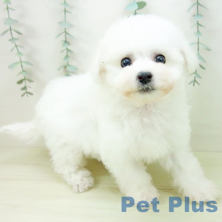 愛知県のビションフリーゼ (ペットプラス 名古屋茶屋店/2025年11月6日生まれ/男の子/ホワイト)の子犬の1枚目の画像