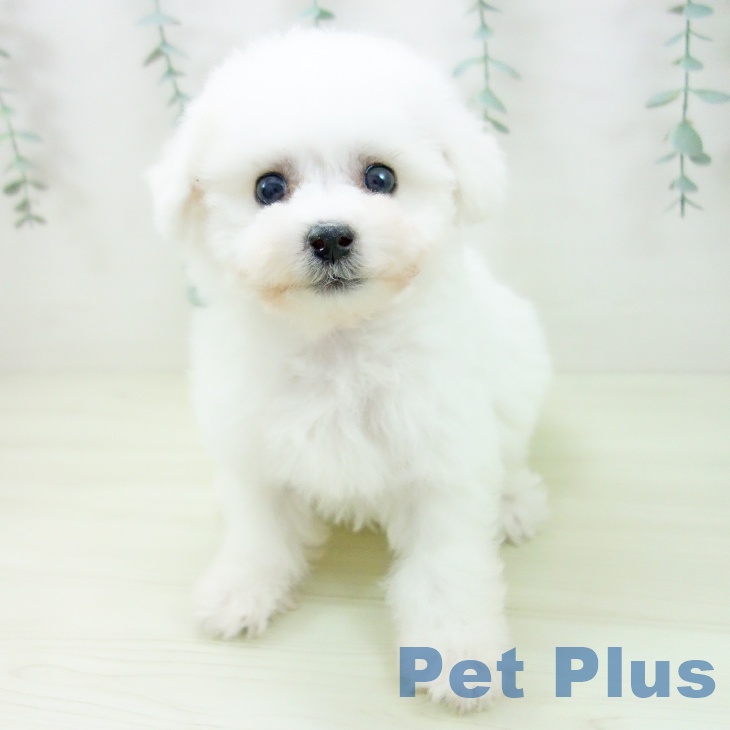愛知県のビションフリーゼ (ペットプラス 名古屋茶屋店/2025年11月6日生まれ/男の子/ホワイト)の子犬の2枚目の画像