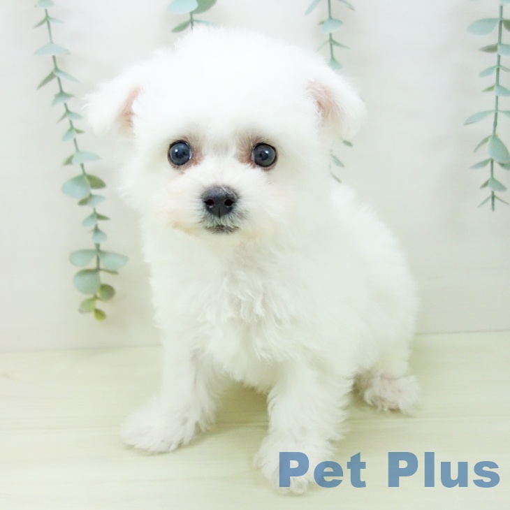 岐阜県のビションフリーゼ (ペットプラス 各務原店/2025年11月6日生まれ/男の子/ホワイト)の子犬