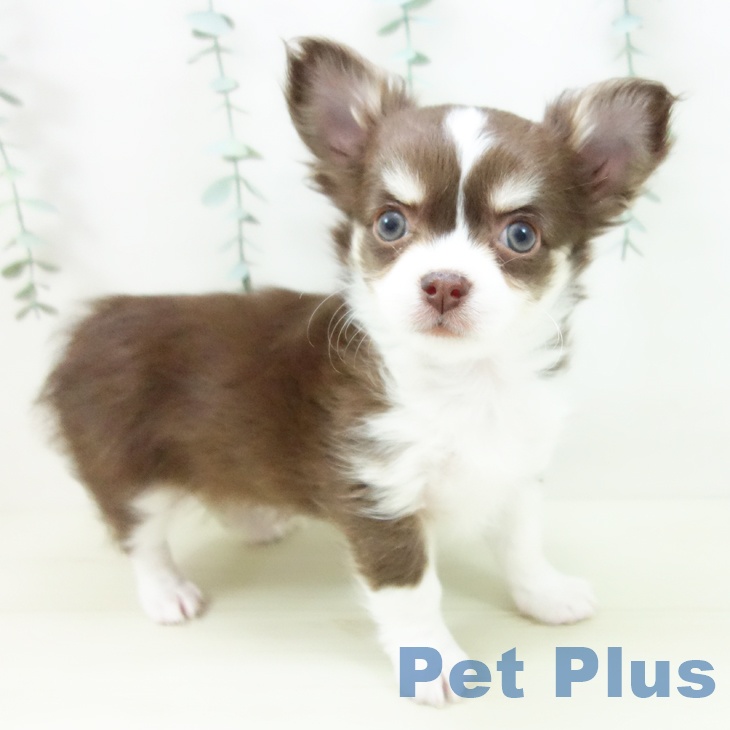 福井県のチワワ(ロング) (ペットプラス 福井店/2025年11月19日生まれ/男の子/チョコレートクリームホワイト)の子犬の1枚目の画像