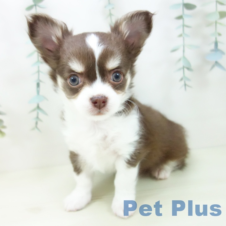 福井県のチワワ(ロング) (ペットプラス 福井店/2025年11月19日生まれ/男の子/チョコレートクリームホワイト)の子犬の2枚目の画像